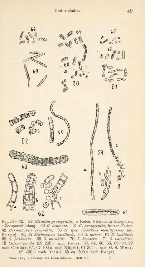 6 - Die süsswasser-flora Deutschlands - Biodiversity Heritage Library