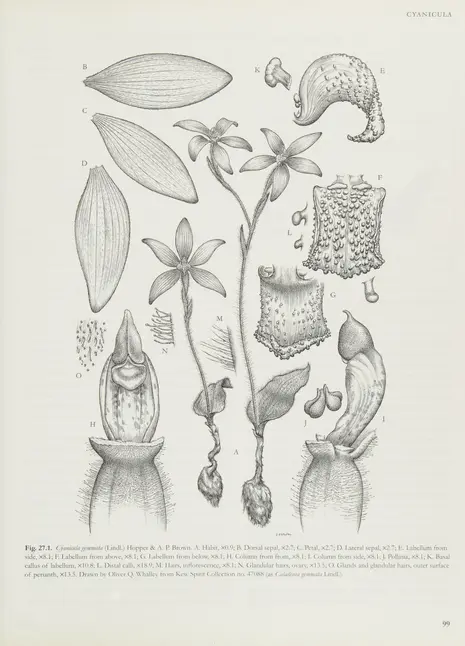 原種ラン図鑑 Species Orchidacearum Genera orchidacearum - Biodiversity Heritage Library