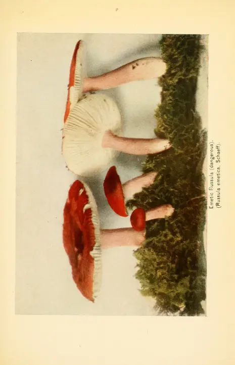 es Becker Champignons 洋書 図鑑 es Becker Champignons 洋書 図鑑