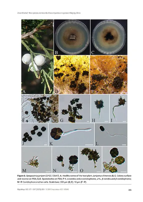123 - MycoKeys - Biodiversity Heritage Library