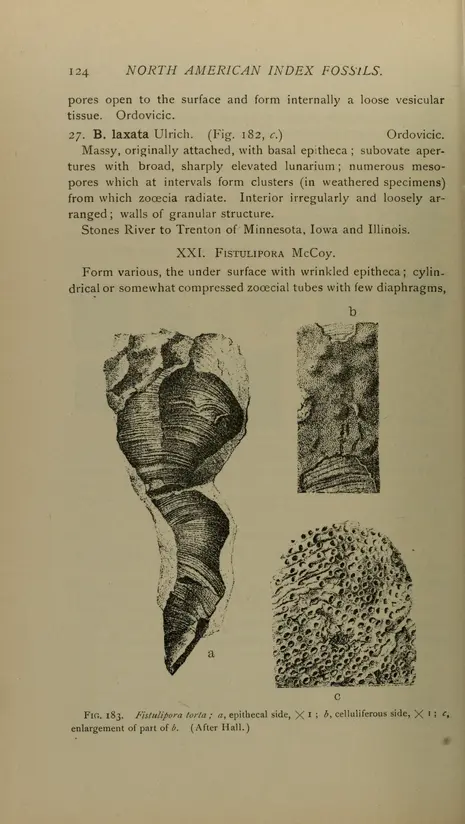 v.1 - North American index fossils, invertebrates - Biodiversity