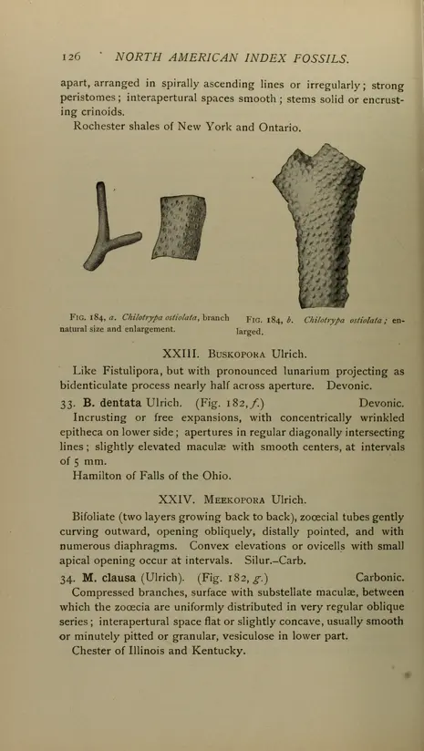 v.1 - North American index fossils, invertebrates - Biodiversity