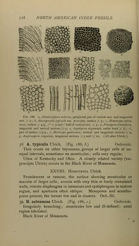 v.1 - North American index fossils, invertebrates - Biodiversity