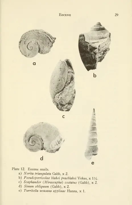 no.15 (1968) - Occasional paper - Biodiversity Heritage Library