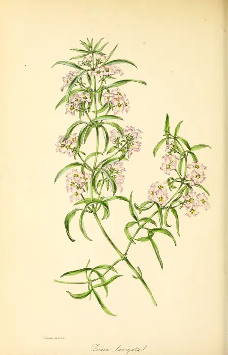 v.9 (1842) - Paxton's magazine of botany - Biodiversity Heritage