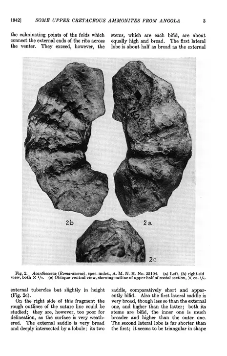 標本 Angola Onymacri langi 17mm no.1182 (1942) - Some Upper Cretaceous ammonites from Angola