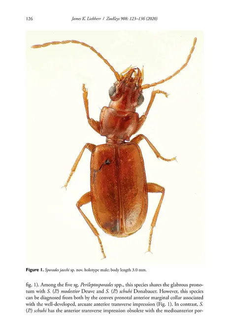 908 - ZooKeys - Biodiversity Heritage Library