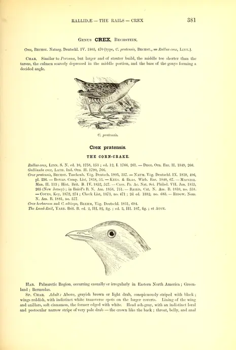 v.1 (1884) - The water birds of North America - Biodiversity